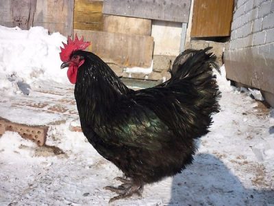 джерсийский гигант