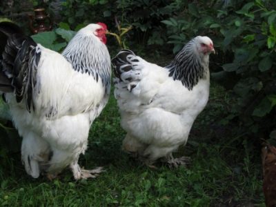 Светлый куры породы брама