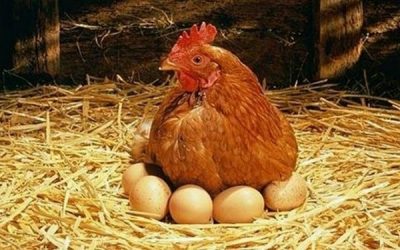 Кормление кур несушек