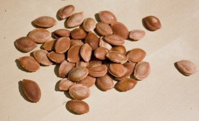 Как вырастить сливу из косточки: этапы выращивания и советы