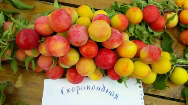 Třešňová švestka Skoroplodnaja