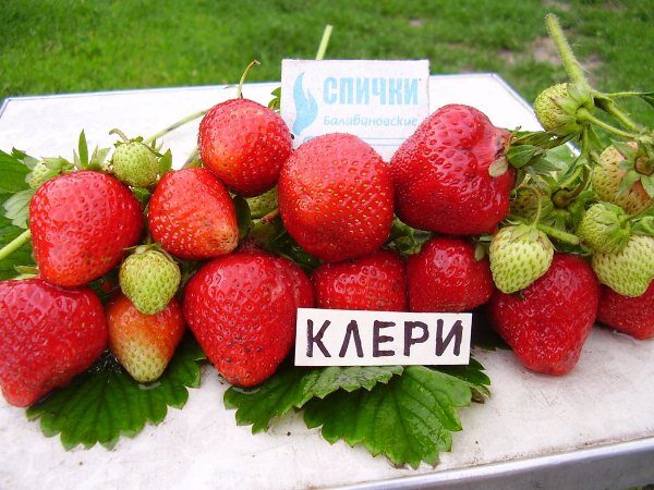 Strawberry Clery