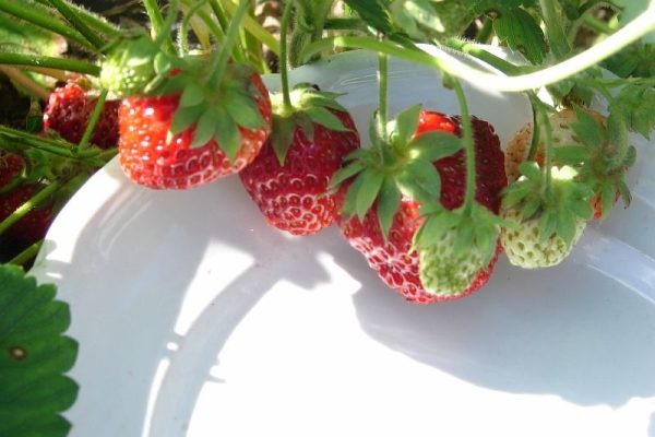 Клубника сорта Симфония: описание, посадка и уход, болезни и вредители