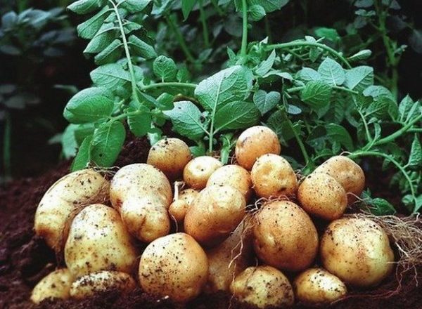 Картофель Коломбо