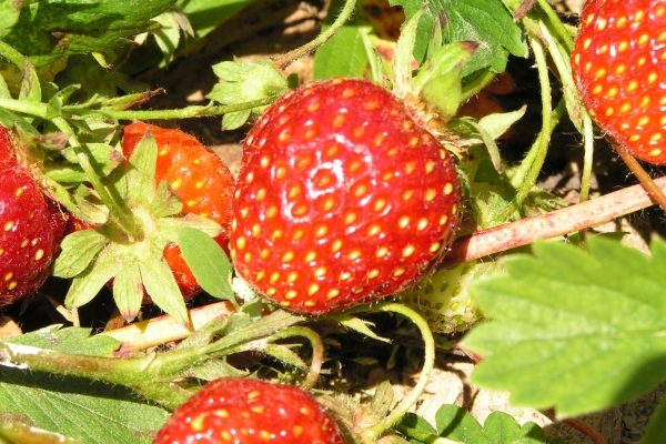 Клубника Берегиня: описание сорта, выращивание, уход, размножение