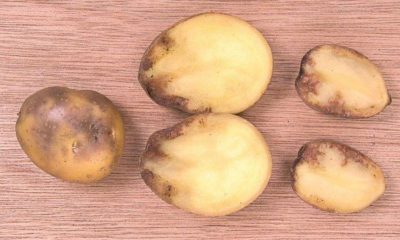 Картофель чернеет
