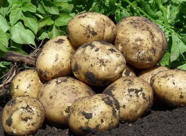 картофель гала