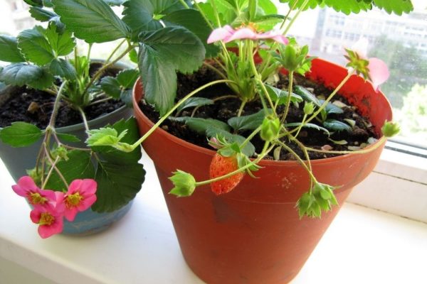 Клубника на балконе: можно ли и как вырастить, советы по уходу