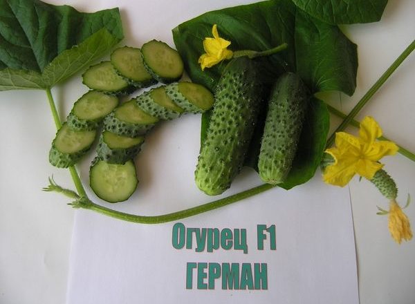Огурец сорта Герман