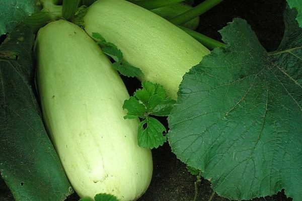 Кабачок сорта Грибовский: описание, посадка и уход