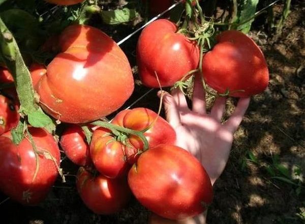 Томат Чудо земли
