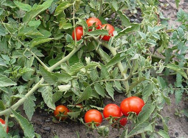 Томат сорта Никола