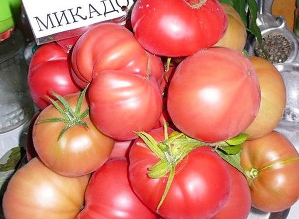 Томат сорта Микадо