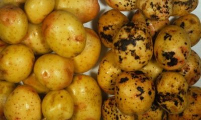 Как бороться с паршей картофеля