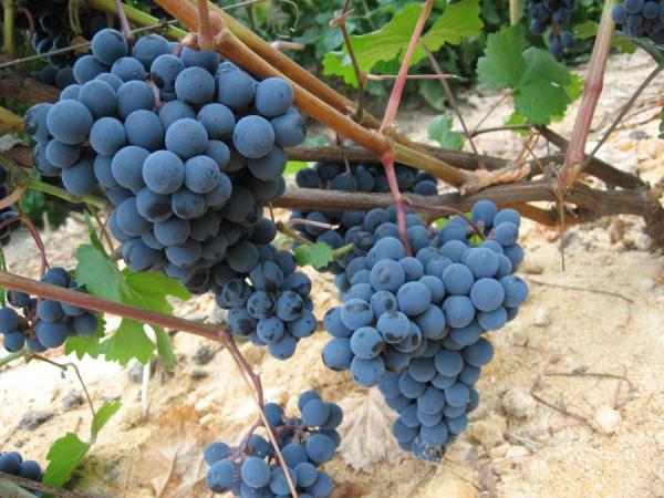 Muscat Donskoy