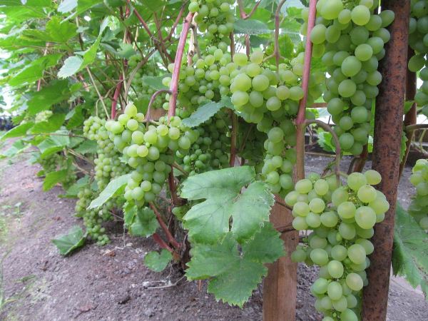 Muscat Pleven
