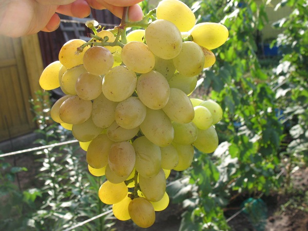 Muscat Delight