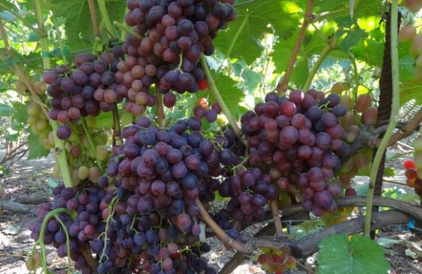 Novošachtinskij Muscat