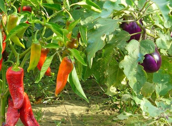 Соседство баклажан с другими овощами в теплице
