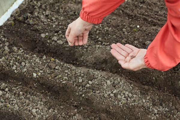 Semena ředkvičky se vysévají ve dvou nebo třech kusech ve vzdálenosti 15-18 cm od sebe.