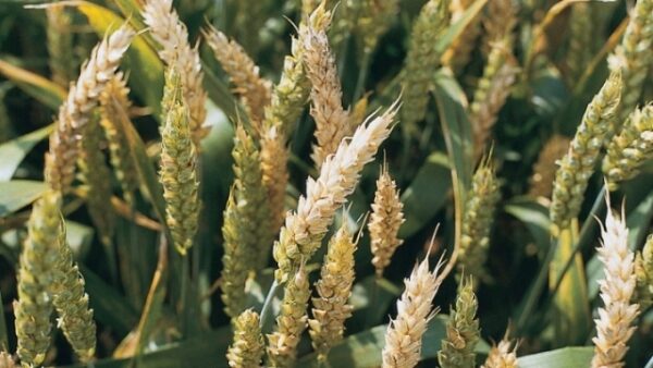 Fusarium klas pšenice