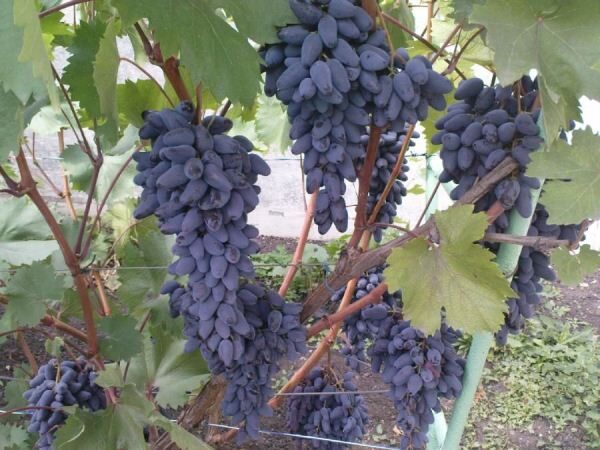 Negrulův Memory Grape